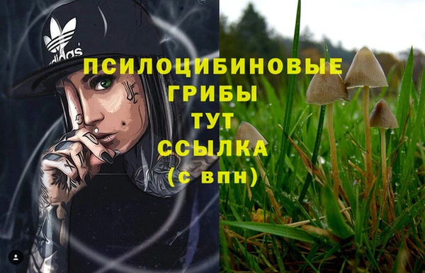 индика Чегем