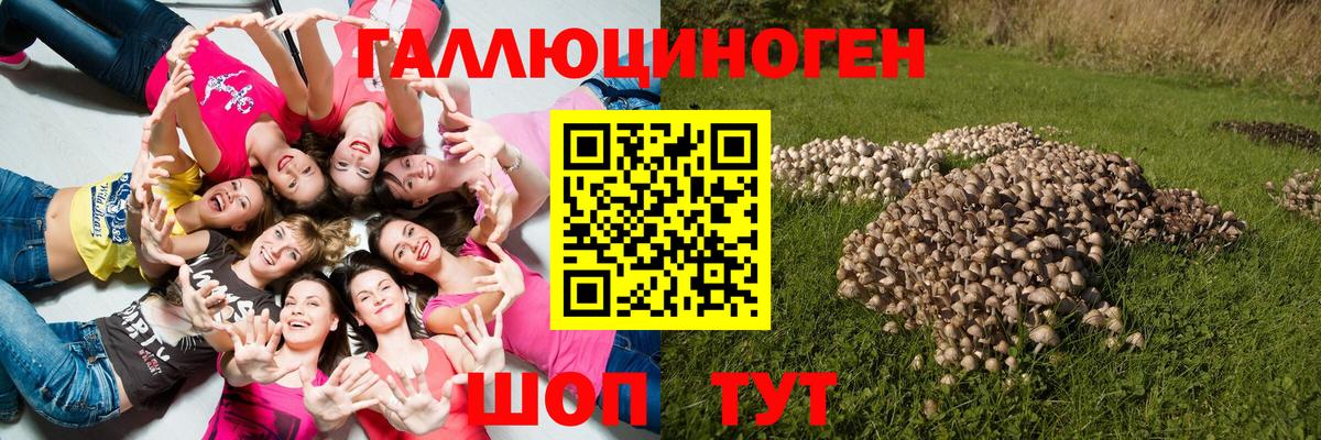 Галлюциногенные грибы Psilocybine cubensis  Вход с VPN  Звенигород 