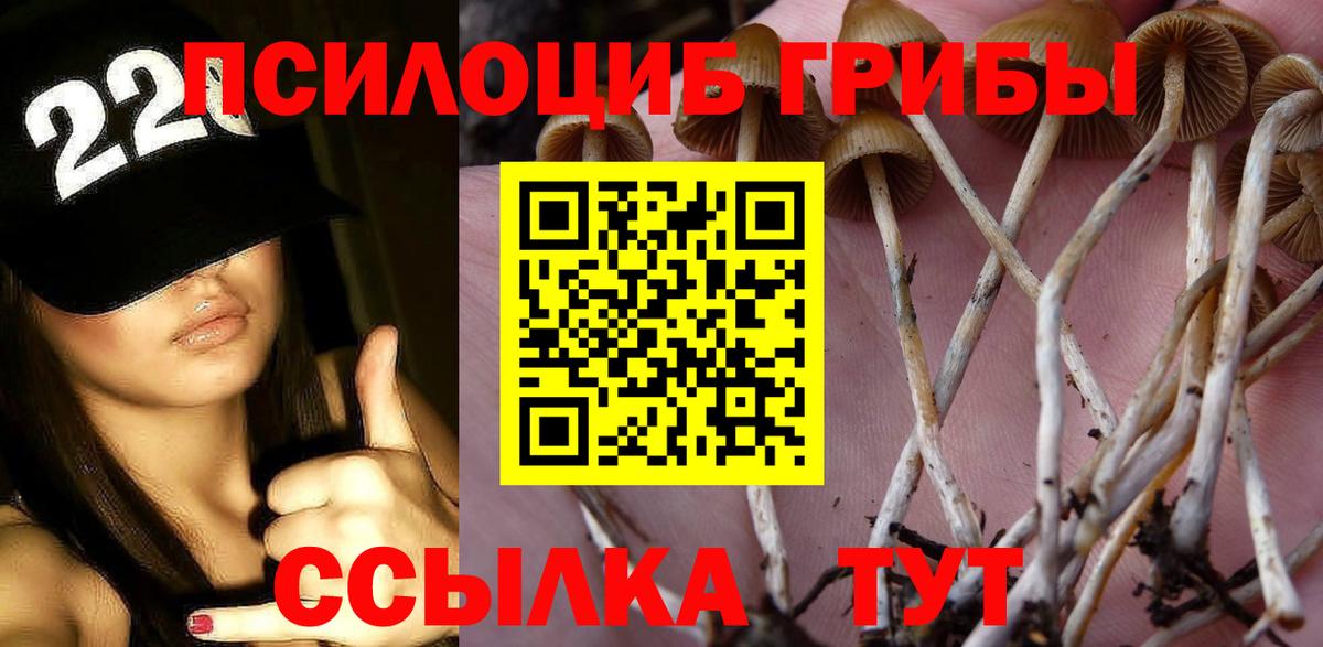 Псилоцибиновые грибы Psilocybine cubensis  Псилоцибиновые грибы Psilocybe  Звенигород 